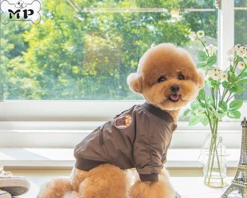 狗品种探秘——以柴犬为主的宠物狗（了解柴犬的性格、特点与养护）
