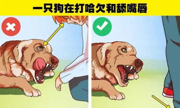 判断一只狗是否会咬你的6个小技巧