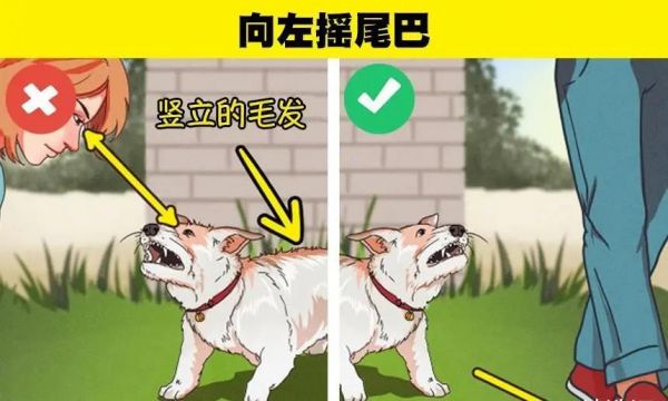 判断一只狗是否会咬你的6个小技巧