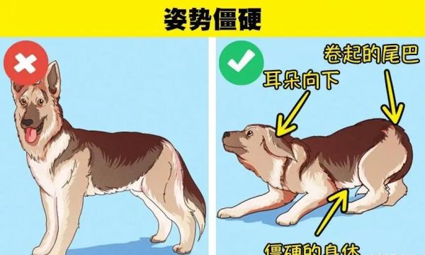 判断一只狗是否会咬你的6个小技巧