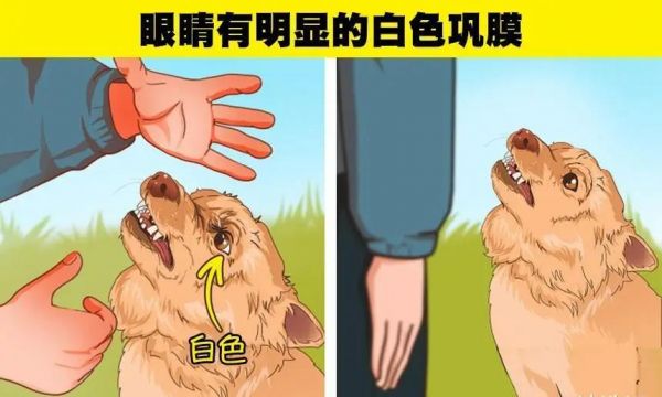 判断一只狗是否会咬你的6个小技巧