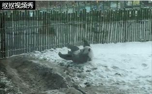 狗狗变成熊猫，你需要知道的所有关于价格、过程和风险的事情（揭秘宠物染色的背后真相）