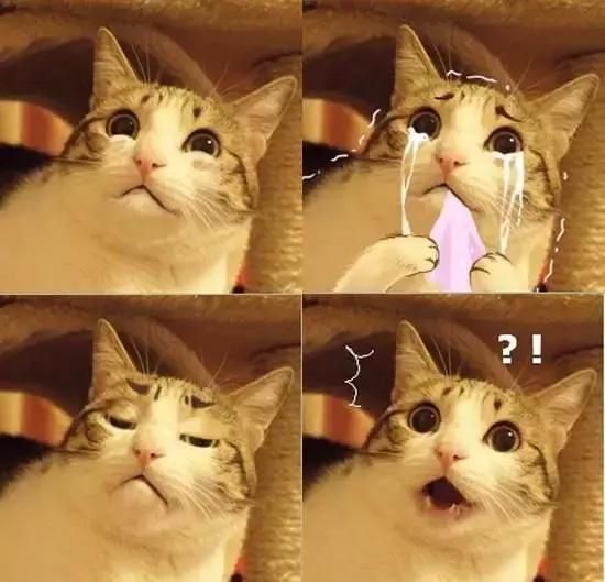 警惕“人猫共患病”!!!