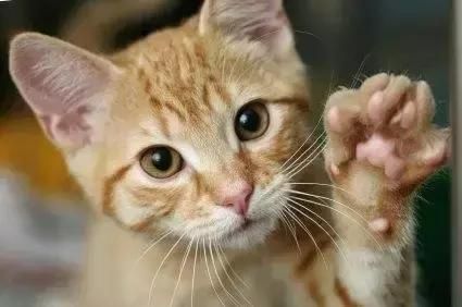 警惕“人猫共患病”!!!