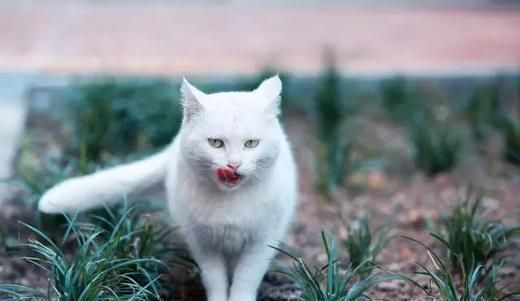 警惕“人猫共患病”!!!
