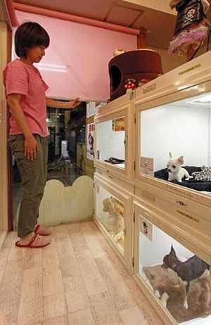 睡眠不足影响小动物健康 日本决定禁止夜间展卖宠物