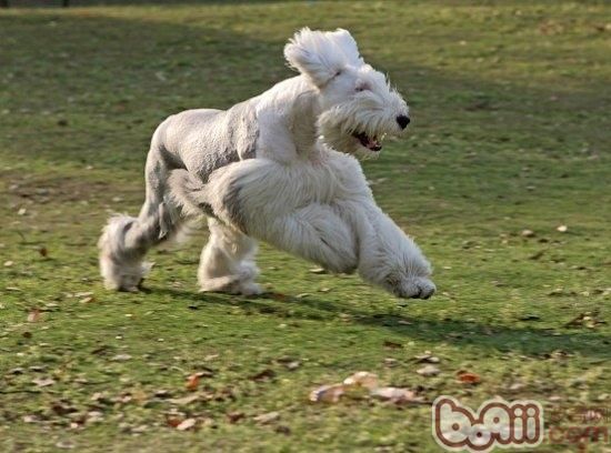 该何如豢养看护暮年犬
