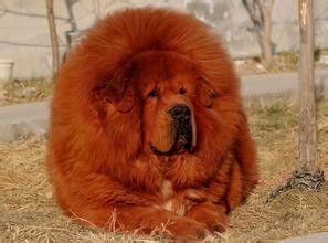 训狗教程：幼犬训练时机及注意事项