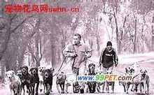 怎样训练让宠物狗听话“狗语者”（视频合辑）