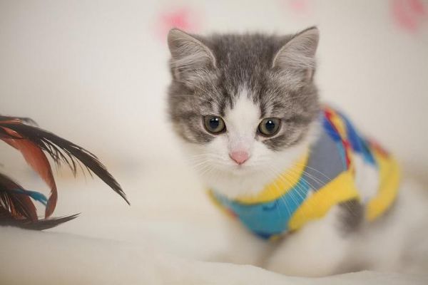 科学研究：猫咪用屁股对着你，表示它想让你帮它舔屁股！网友：？