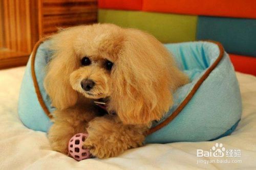宠物犬什么时候需要补钙，补钙过度有那些危害