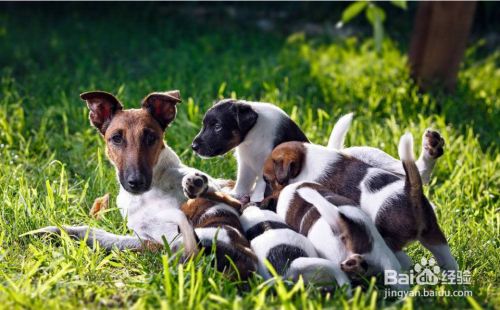 宠物犬什么时候需要补钙，补钙过度有那些危害
