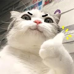 一张图带你了解：狗狗该如何清洁护理？
