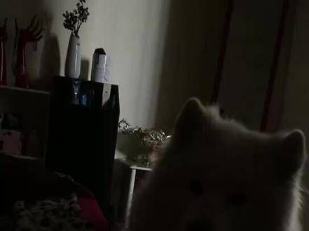 每日清晨 准时报到 奇妙生物钟 萌宠 萨摩耶 狗狗 家中欢乐源泉