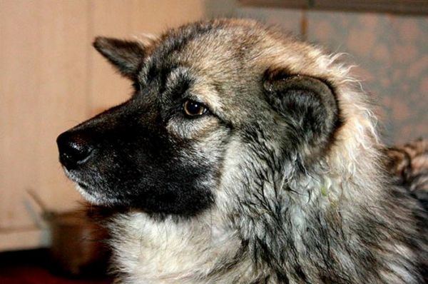 3岁女孩跟着宠物犬跑去森林，近两周后小狗只身回家并对主人吠叫