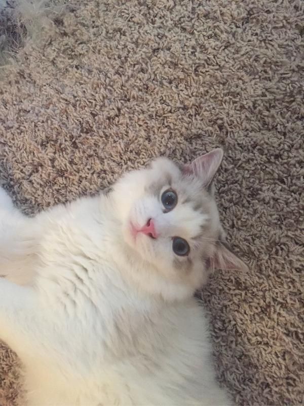 新手养猫指南喂养篇：猫猫日常饲养及不同时期猫咪的饲养方法