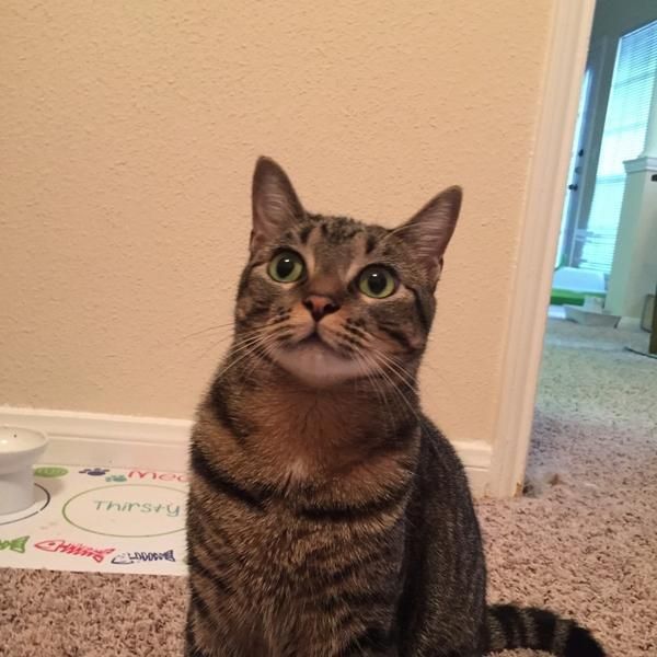 新手养猫指南喂养篇：猫猫日常饲养及不同时期猫咪的饲养方法