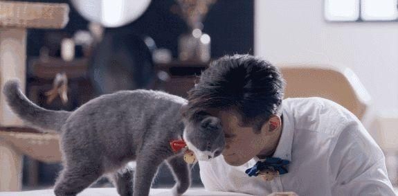 你如果不了解猫咪的所有行为，至少要知道猫咪喜欢蹭人的原因吧