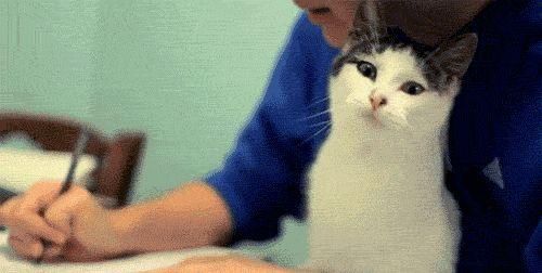 你如果不了解猫咪的所有行为，至少要知道猫咪喜欢蹭人的原因吧