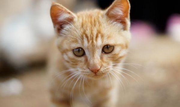 你如果不了解猫咪的所有行为，至少要知道猫咪喜欢蹭人的原因吧