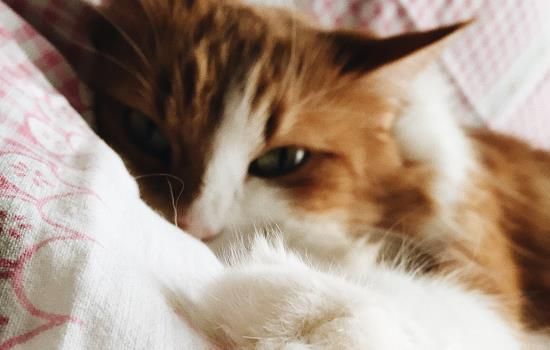 猫咪粘人都有哪些行为 猫咪粘人的表现