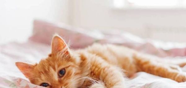 揭秘猫咪打呼噜的原因（宠物猫为什么总是打呼噜）