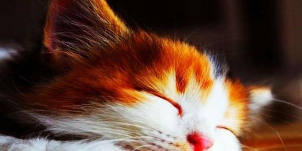 揭秘猫咪打呼噜的原因（宠物猫为什么总是打呼噜）