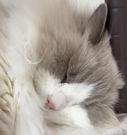 揭秘猫咪打呼噜的原因（宠物猫为什么总是打呼噜）