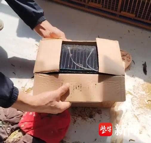 一审宣判！1200多只野生画眉鸟被捕捉售卖，四人获刑刑期最高五年半