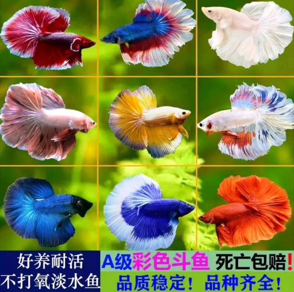 驻马店花鸟鱼虫·泰国精品斗鱼(婚纱鱼)