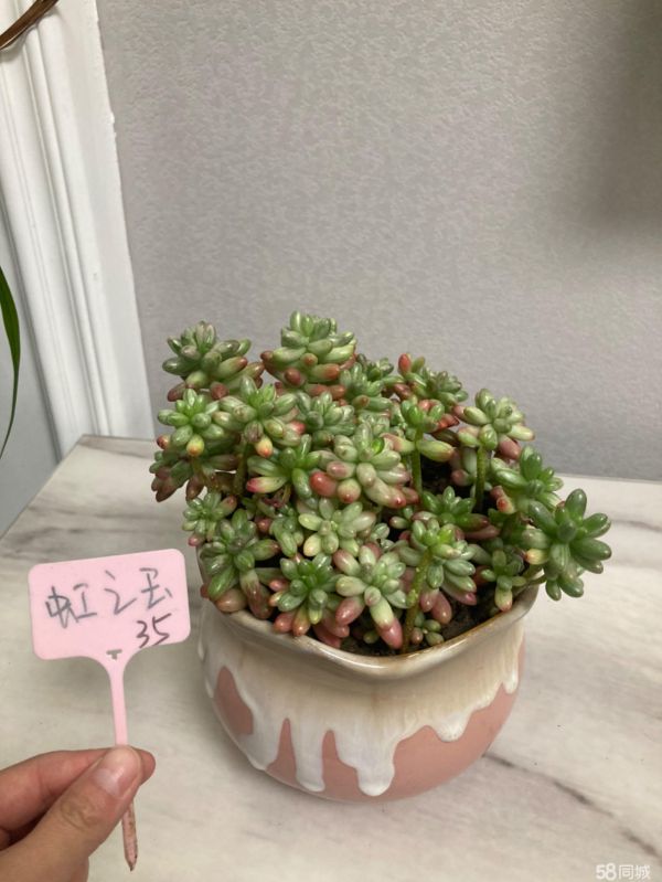 驻马店花鸟鱼虫·阳台自养多肉便宜卖了。