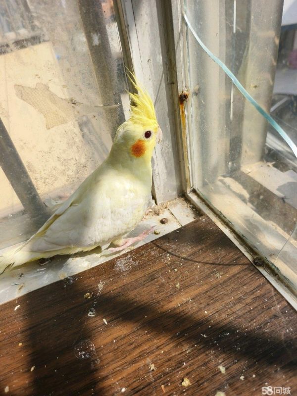 驻马店花鸟鱼虫·玄凤鹦鹉不咬人，散养的