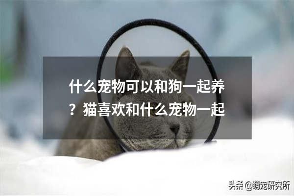 什么宠物可以和狗一起养？猫喜欢和什么宠物一起