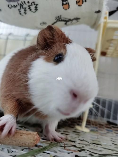 天竺鼠和荷兰猪是一种吗