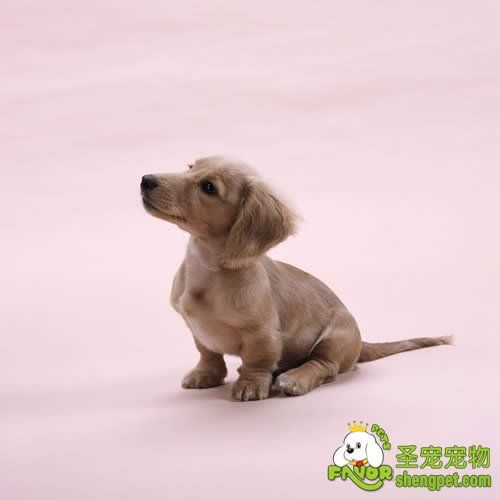 纯种狗的繁殖理论