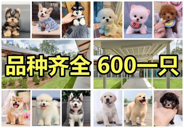 六百一只丨电话一律不接·600一只丨电话一概不接丨请私聊联系