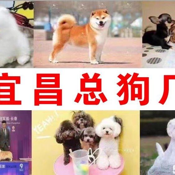 店主头像