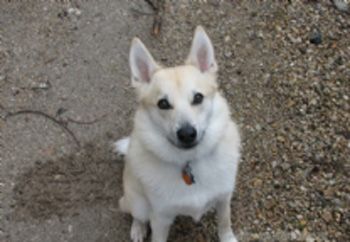 挪威布哈德犬