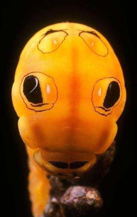 10种乖萌小动物, 最想把哪个当宠物?