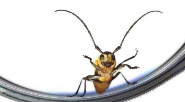 10种乖萌小动物, 最想把哪个当宠物?