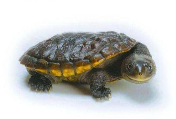 10种乖萌小动物, 最想把哪个当宠物?
