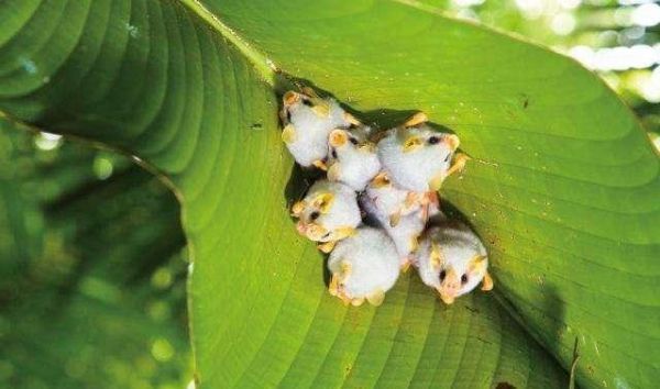 10种乖萌小动物, 最想把哪个当宠物?