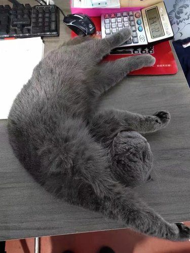 养猫秘诀⭐是这家包接送的宠物洗护店 