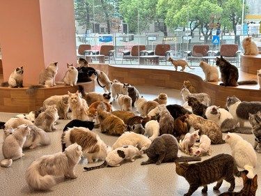 被两百只猫咪围攻 我快要不行了 | 吸大法强