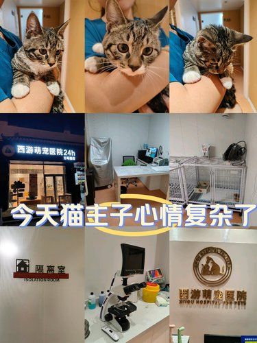 24小时营业的宠物医院，萌宠界得有多内卷！