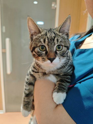 深夜救星 感谢西游萌宠医院救我猫命