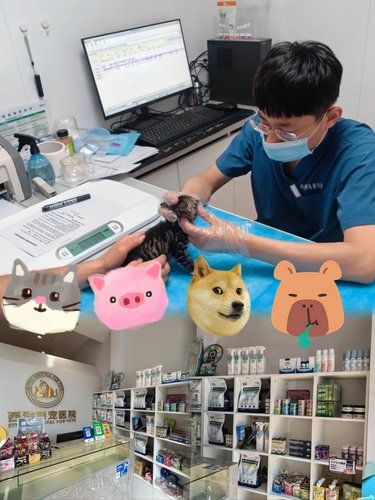 宠物健康的坚实守护