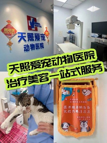 北京探店｜天照爱宠动物医院治疗美容一站式服务