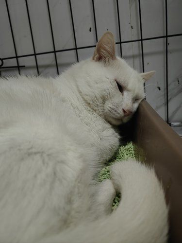 呼噜呼噜，猫咪熟睡中
