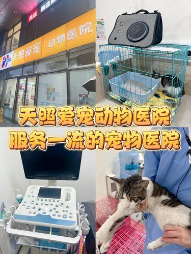 北京探店｜天照爱宠动物医院服务一流的宠物医院
